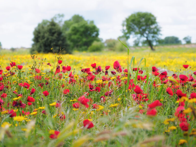 Campo di papaveri rossi e fiori gialli lungo la via Francigena laziale