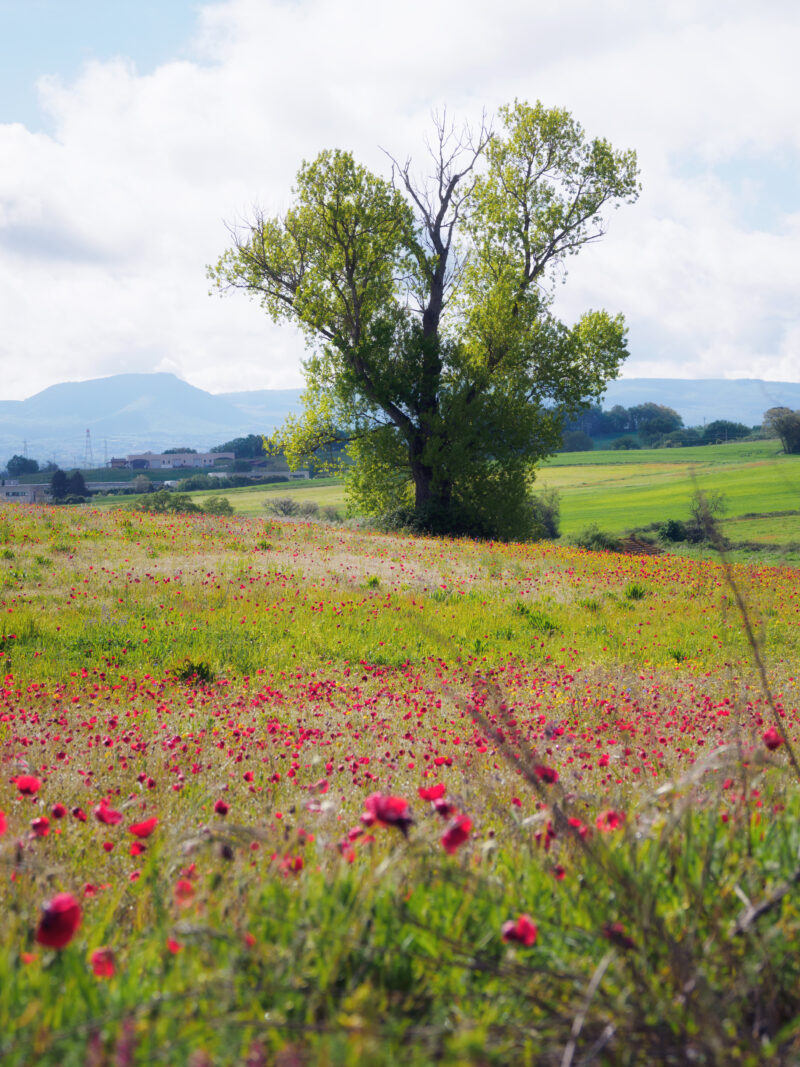 Campo di papaveri rossi lungo la via Francigena tra Montefiascone e Viterbo