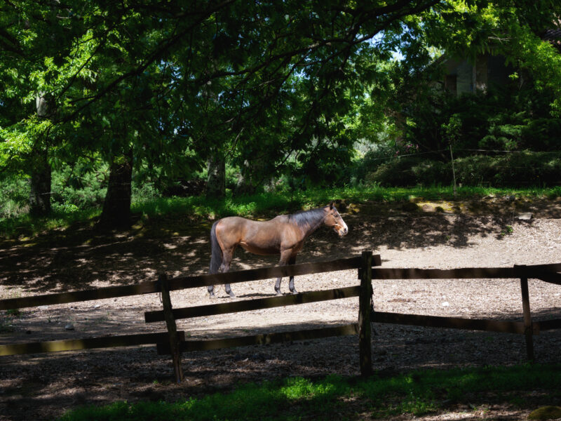 Cavallo sauro incontrato in un maneggio durante il trekking verso Trevignano Romano