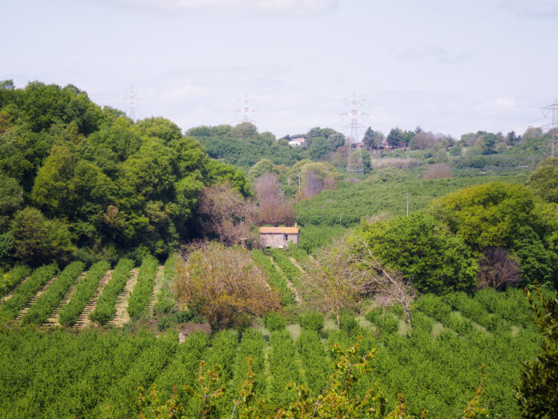 Filari ordinati di noccioleti visti dall'alto con casolare abbandonato al centro