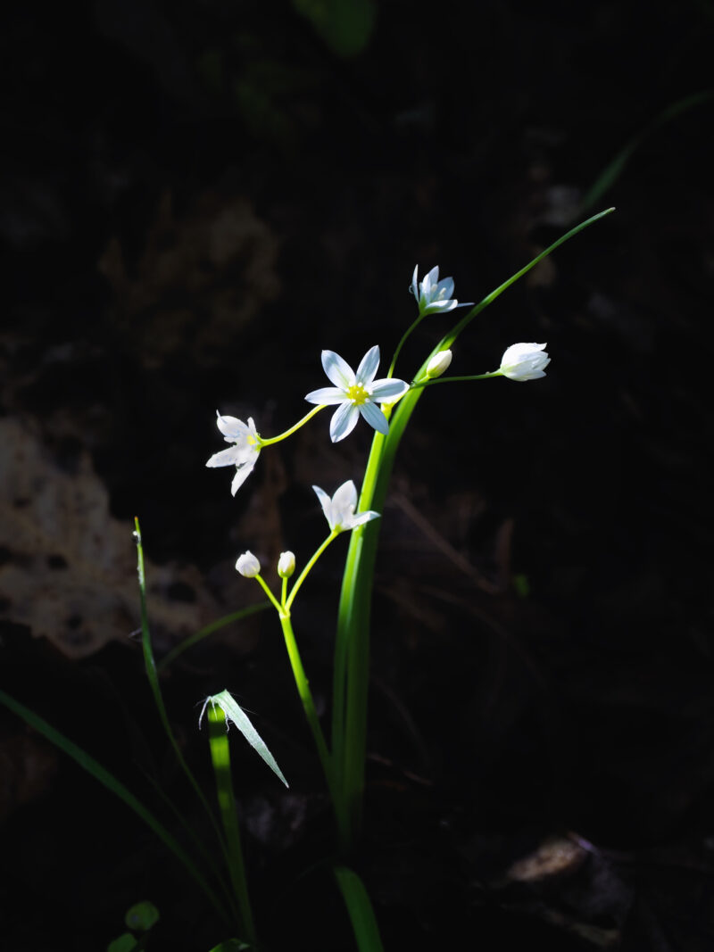 Piccoli fiori bianchi selvatici illuminati da un raggio di luce nel sottobosco