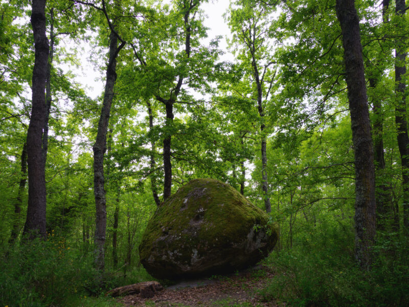 Masso di pietra vulcanica ricoperto di muschio nel bosco tra San Martino al Cimino e Vetralla