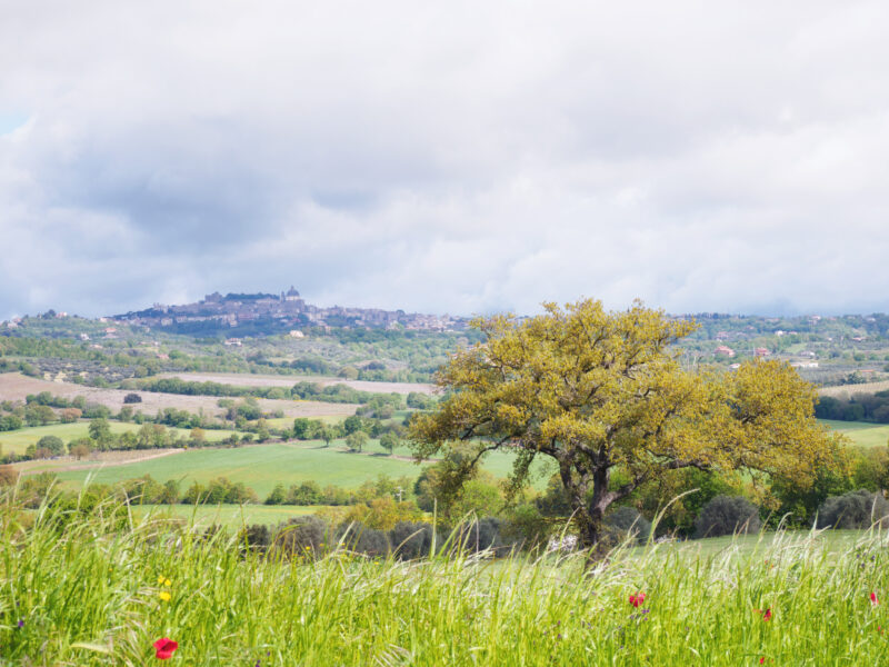 Montefiascone in lontananza vista dai campi della via Francigena laziale