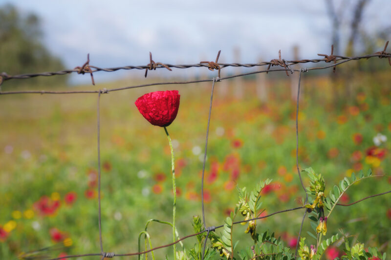 Papavero rosso su filo spinato lungo la via Francigena laziale
