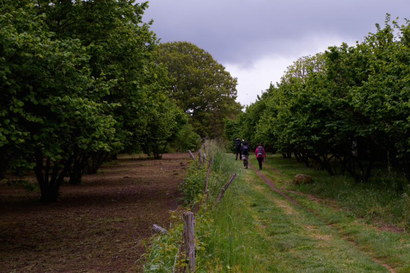 Pellegrini che camminano tra filari di noccioleti su un sentiero erboso