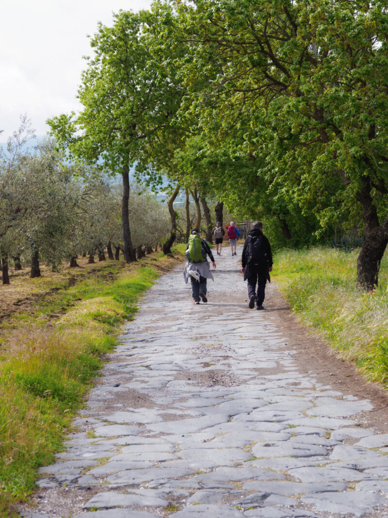 Gruppo di pellegrini su strada acciottolata della via Francigena tra ulivi