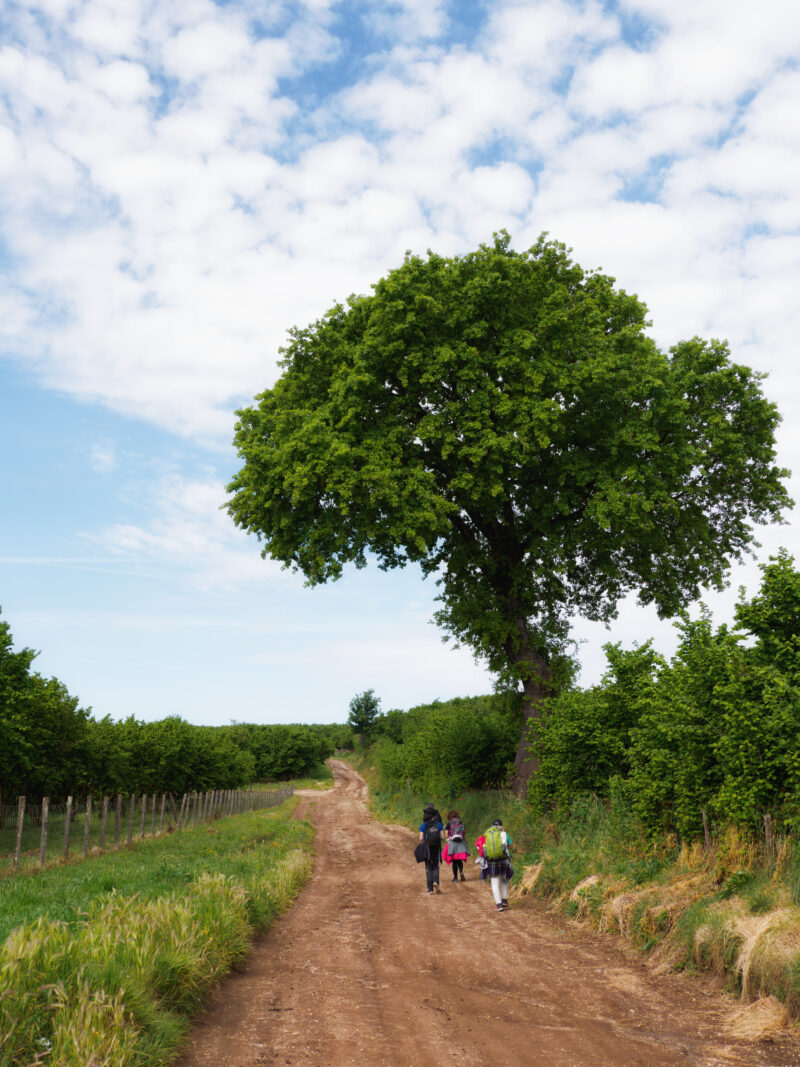 Gruppo di pellegrini con zaino in spalla su strada sterrata affiancata da noccioleti