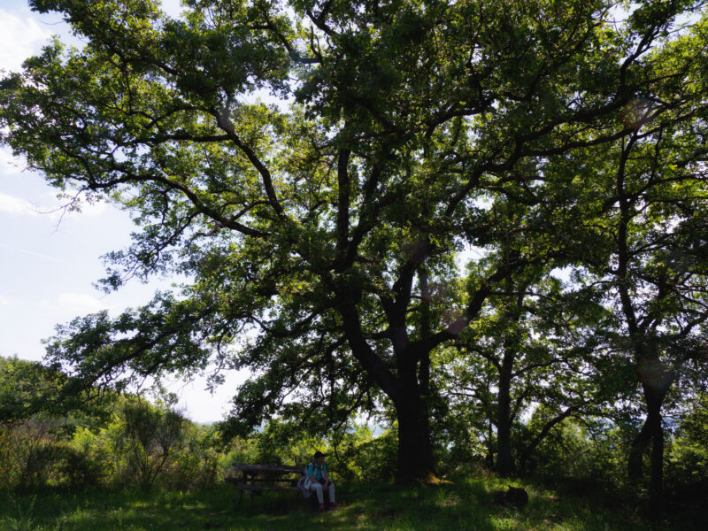 Pellegrino con zaino sotto un arco naturale di rami su sentiero sterrato