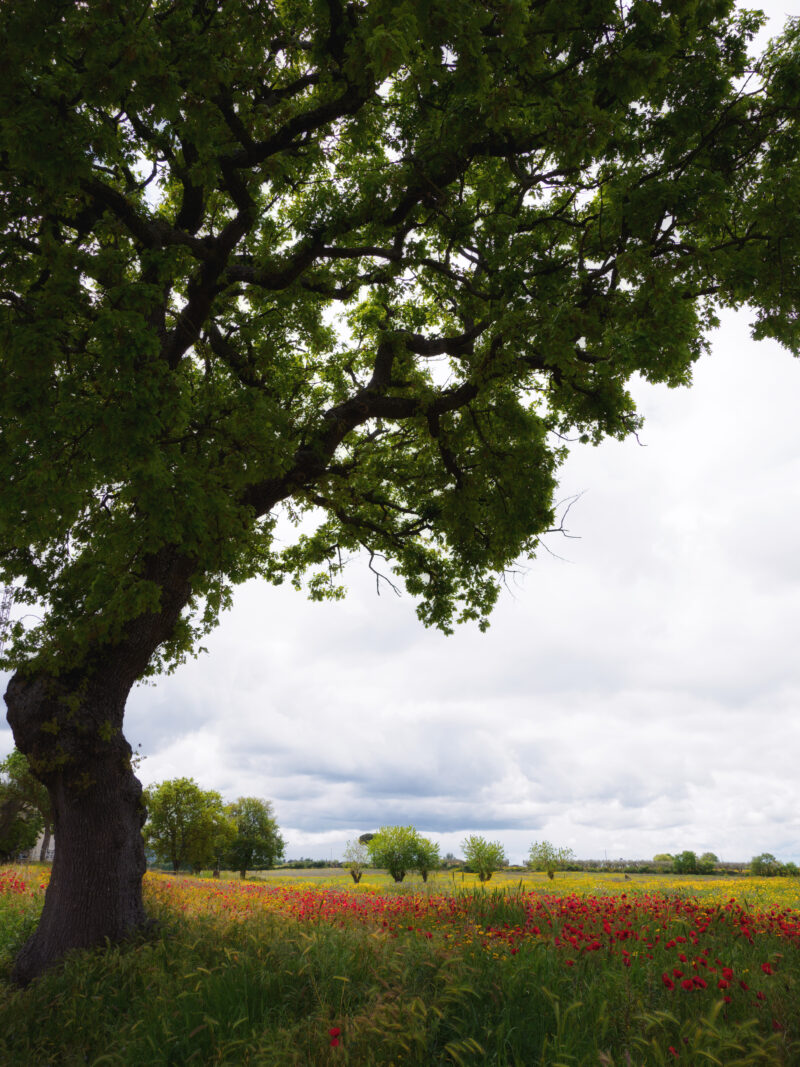 Quercia tra campi fioriti di papaveri rossi e gialli vicino a Montefiascone