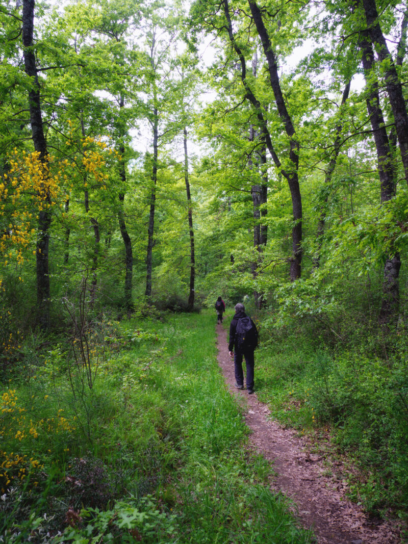 Sentiero alberato lungo la variante della Via Francigena tra San Martino al Cimino e Vetralla