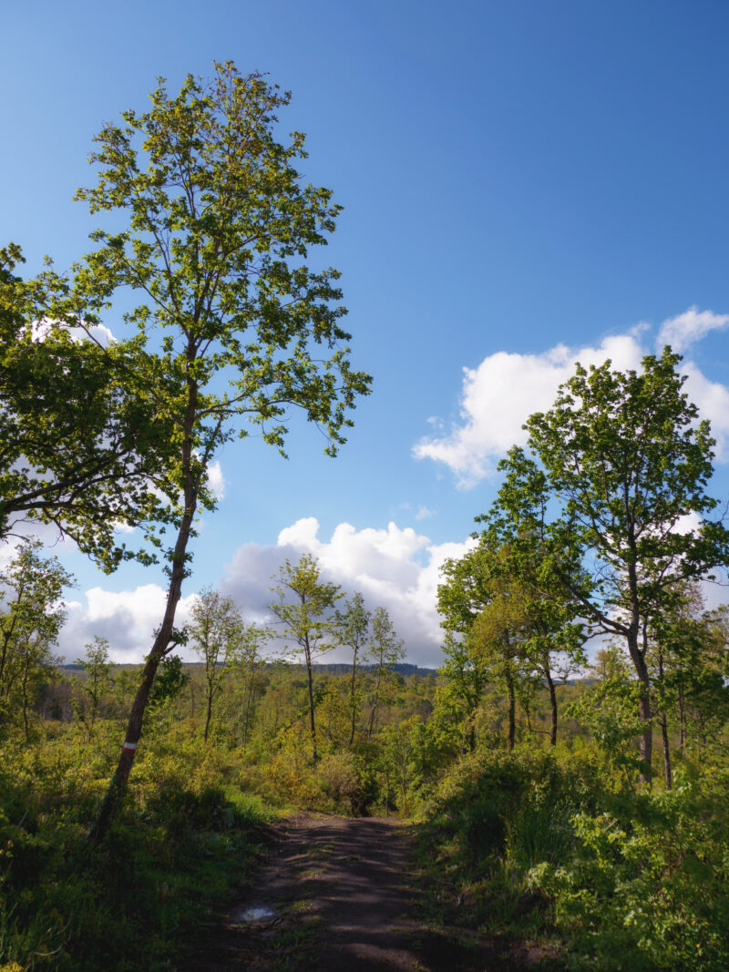 Sentiero nel bosco tra Viterbo e San Martino al Cimino, via Francigena Lazio