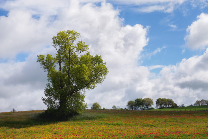 Sentiero della via Francigena nel Lazio affiancato da campi fioriti in primavera