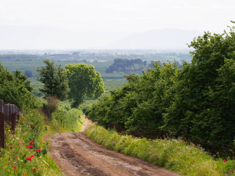 Strada in discesa tra campi e noccioleti con vista sulla pianura nebbiosa all'orizzonte