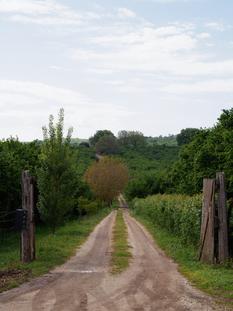 Strada sterrata che si allunga verso una collinetta verde tra pali di legno e arbusti