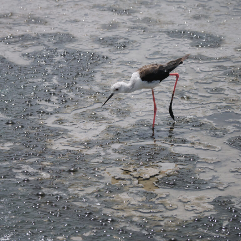 uccello che cerca di pescare in palude nella Riserva naturale della biodiversità in camargue,