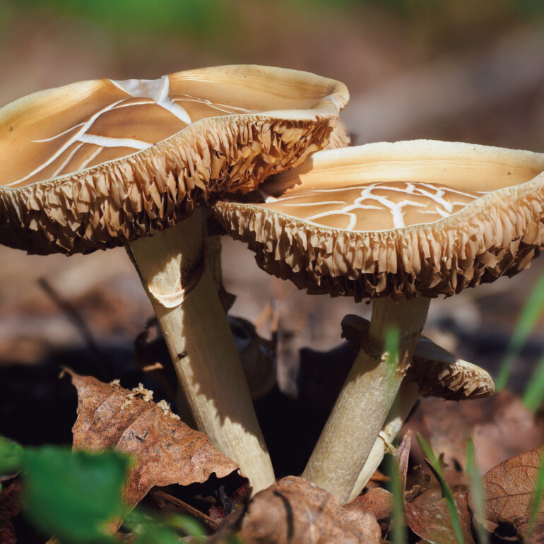 Piopparello o Ciclocybe aegerita, colore marrone con cappella con venature