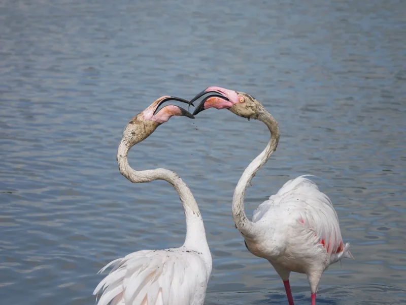 Fenicotteri rosa della camargue che litigano per cibo