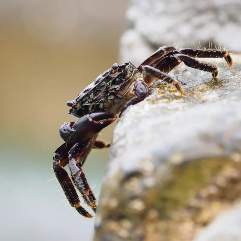 Granchio ritratto nei paesi baschi durante bassa marea
