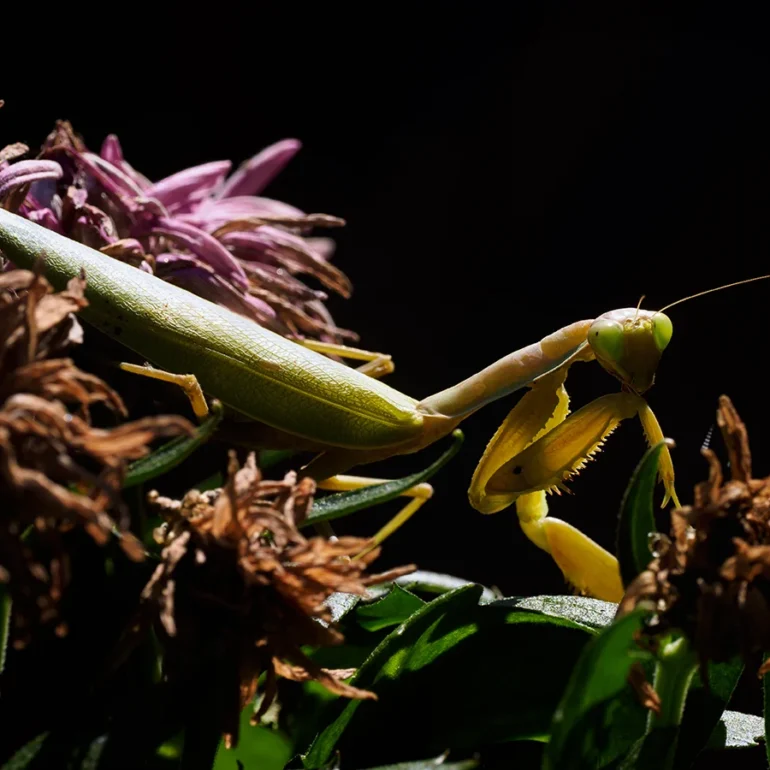 Mantide religiosa in mezzo ai fiori con sfondo nero in posa per una foto