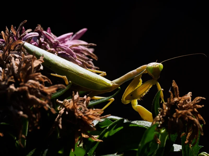 Mantide religiosa in mezzo ai fiori con sfondo nero in posa per una foto