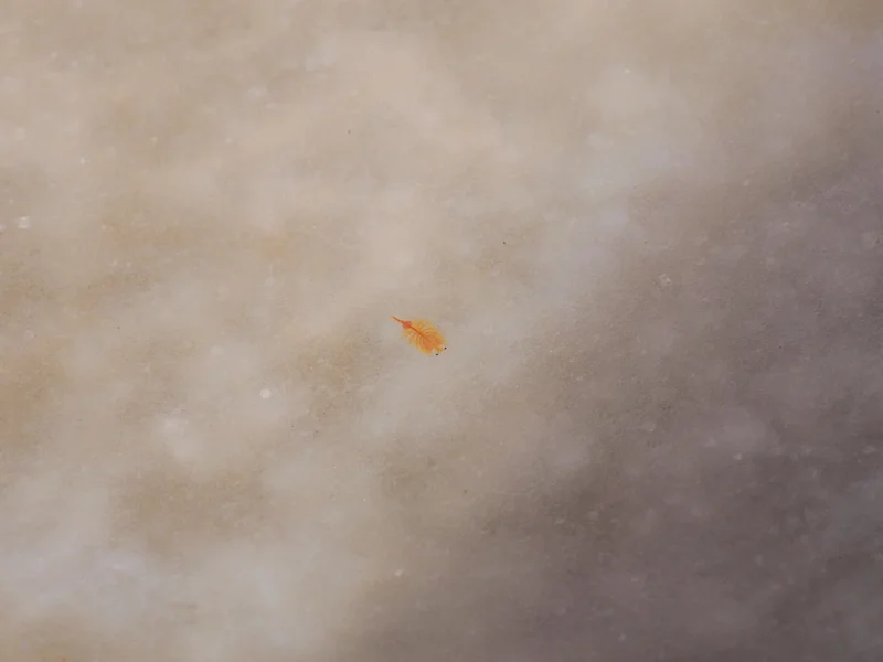 Microscopico essere ritratto nelle saline della camargue