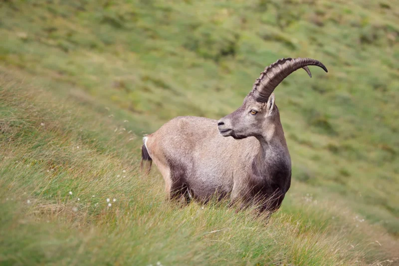 Stambecco delle orobie ritratto vicino ai piani di bobbio