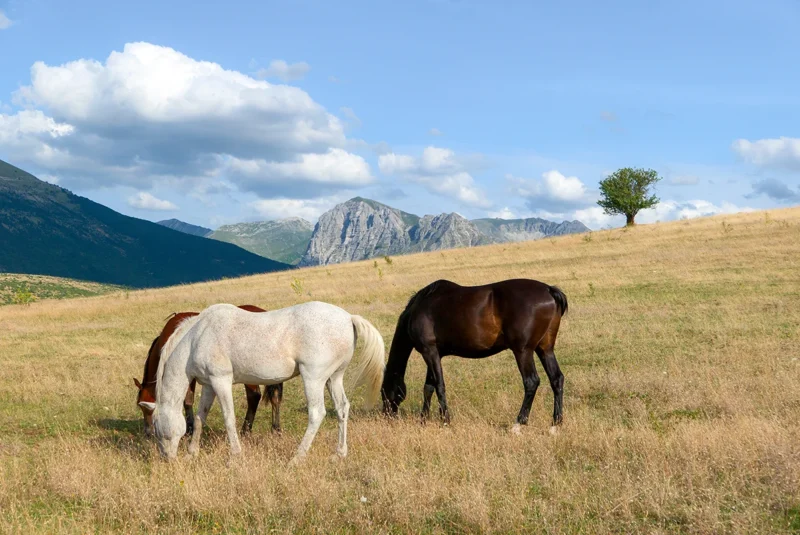 tre cavalli, due bruni e uno bianco in libertà nelle colline marchigiane
