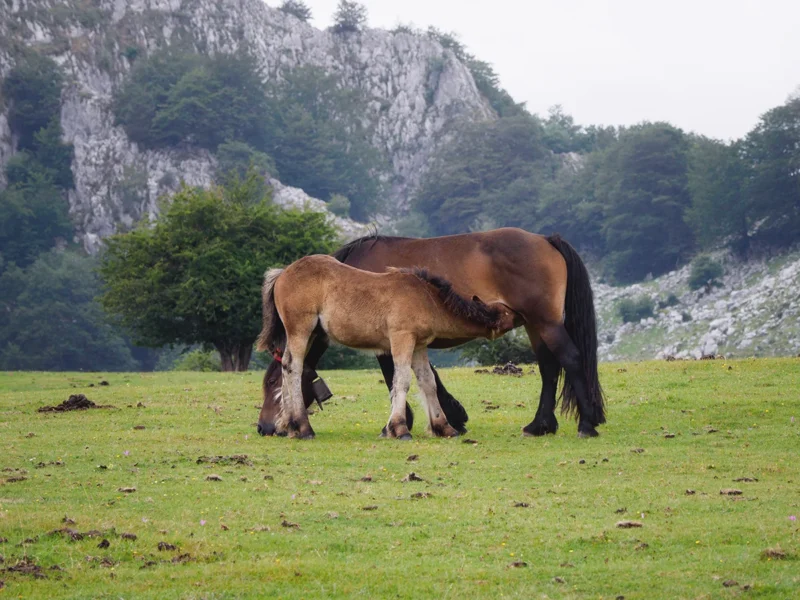 Scena di allattamento tra cavalla e puledro