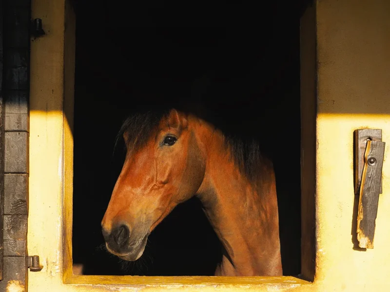 Cavallo con faccia triste in maneggio