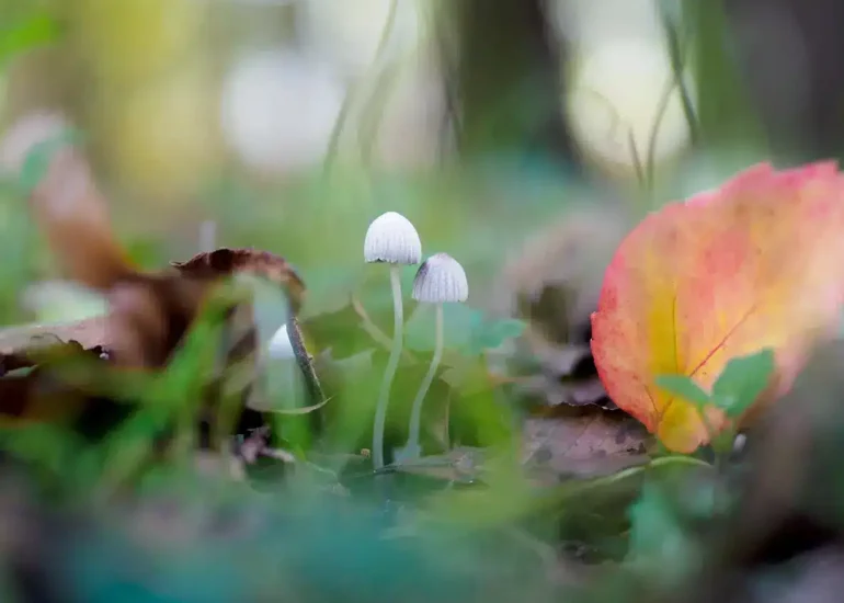 Funghi del parco di monza, foto macro scattata da Riccardo Beretta