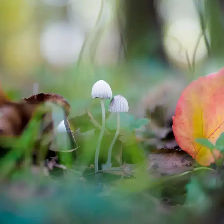 Funghi del parco di monza, foto macro scattata da Riccardo Beretta