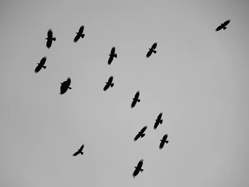 gracchi alpini in volo in una giornata nebbiosa di montagna