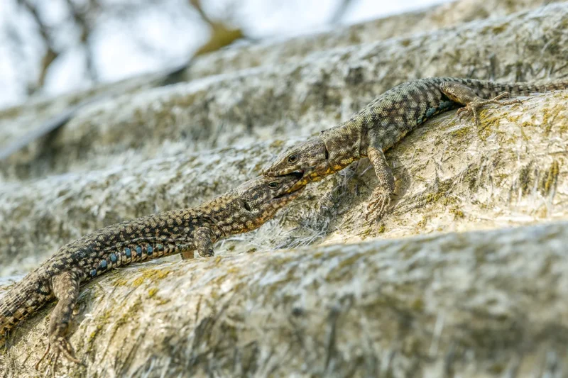 Lucertole comuni che sembra che si baciano