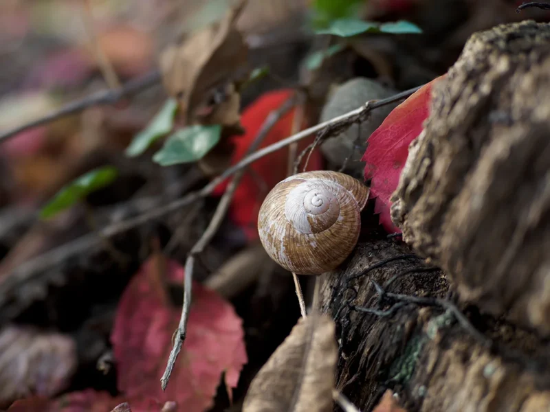 foto di lumaca classica eseguita con tecnica focus stacking