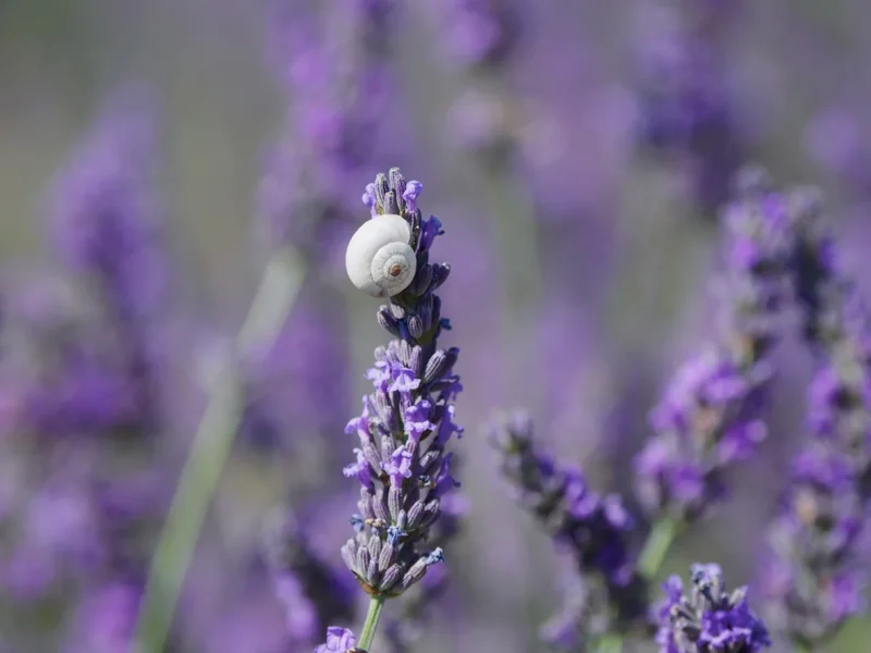 Lumachina in campo di lavanda in provenza
