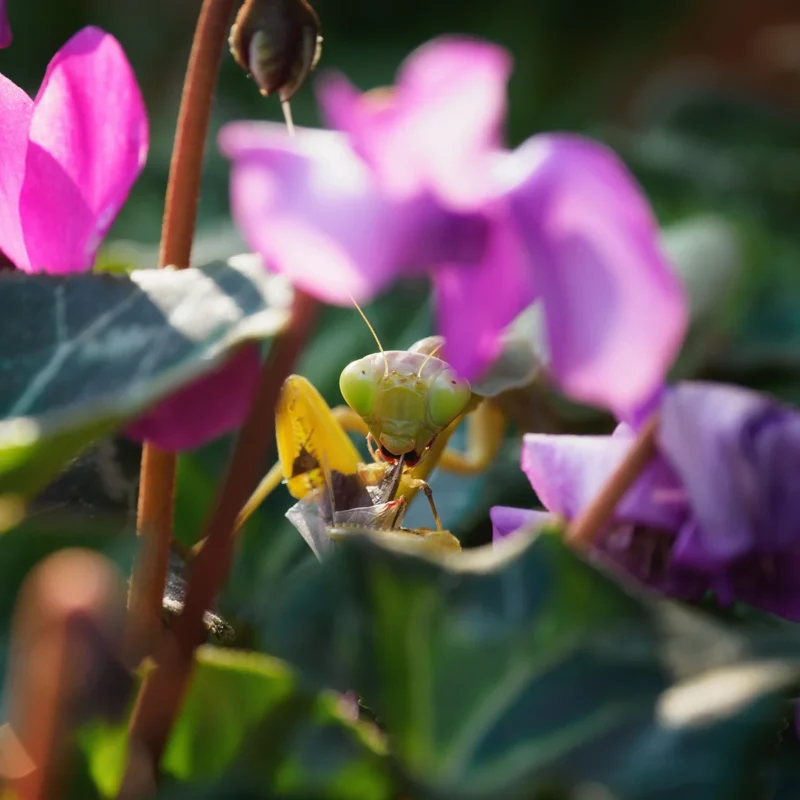 Mantide religiosa mentre mangia la testa di una cimice