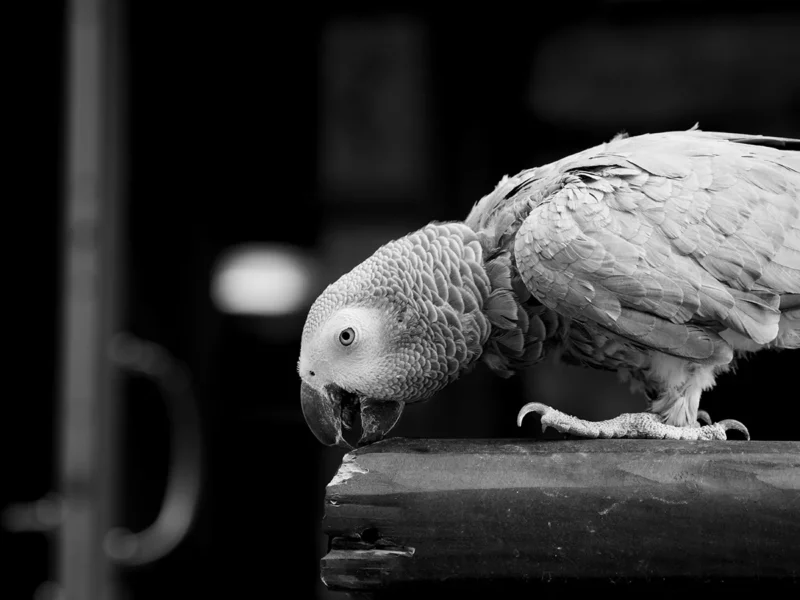 Pappagallo in bianco e nero usato come attrazione turistica a cervinia