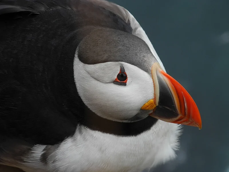 Primissimo piano di un puffin ritratto in islanda