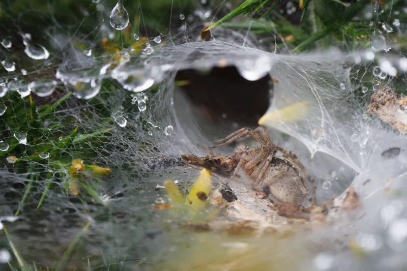 ragno ritratto nella sua casa di ragnatele