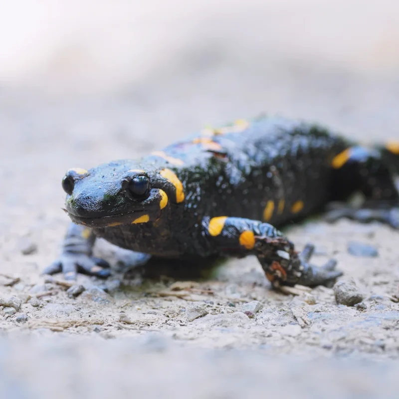 Salamandra che attraversa sentiero nei pressi di consonno