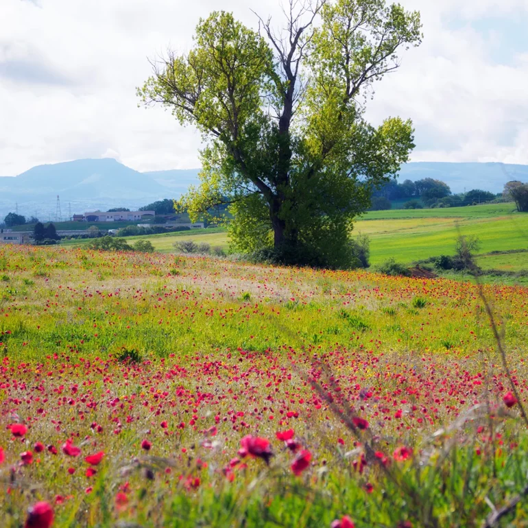 Tratto della via Francigena laziale,verso viterbo. Campo di papaveri in fiore