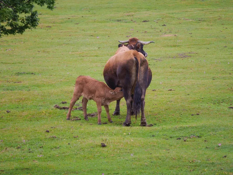 scena di allattamento tra vitello e madre
