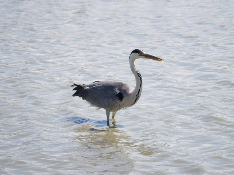 Airone cinerino in piedi nell'acqua bassa della palude al Pont de Gau in Camargue