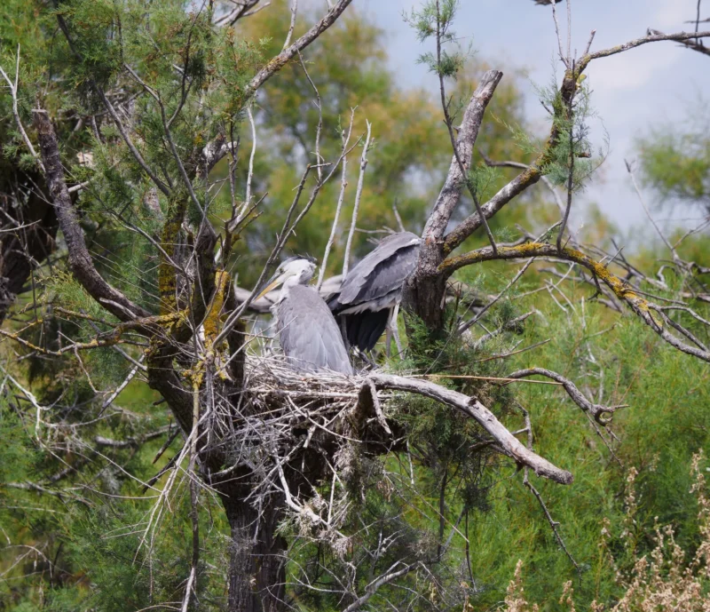 Airone cinerino con ali semiaperte sul nido tra i rami di un albero al Parc Ornithologique de Pont de Gau