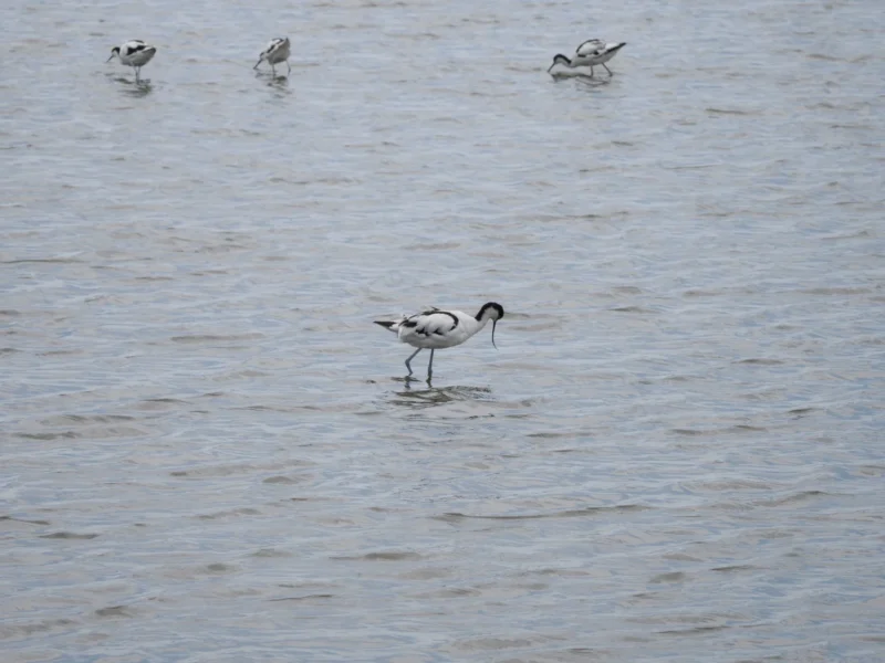 Avocette eleganti con becco ricurvo che cercano cibo nell'acqua bassa al Pont de Gau