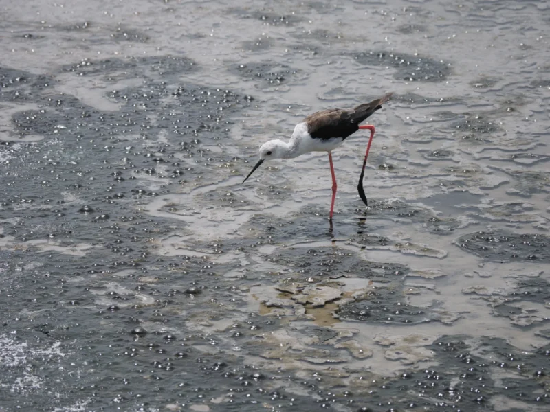 Cavaliere d'Italia con zampe rosse che cerca cibo nel fango delle saline in Camargue