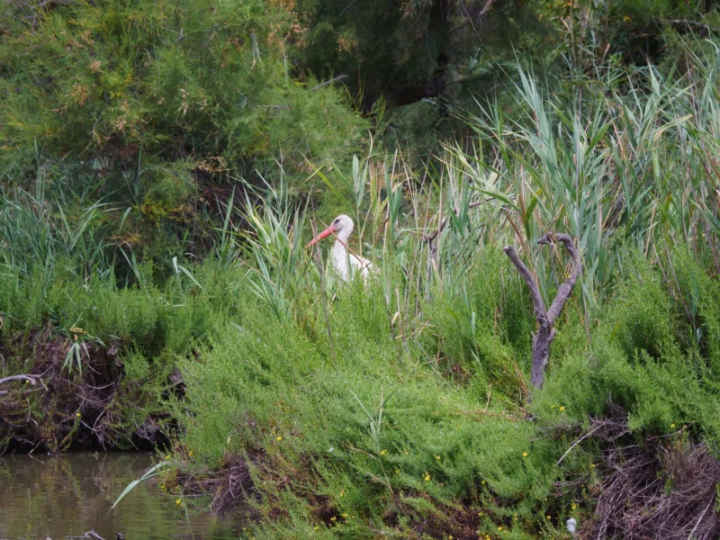 Cicogna bianca dal becco rosso seminascosta tra la vegetazione rigogliosa al Pont de Gau in Camargue