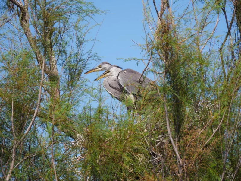 Coppia di aironi cinerini sul nido tra i rami di un albero al Parc Ornithologique de Pont de Gau