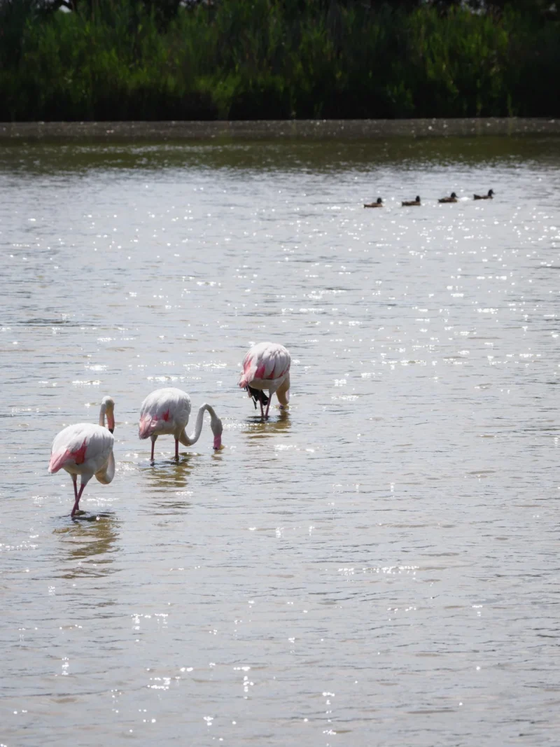 Fenicotteri rosa in fila che si alimentano nell'acqua luccicante al Pont de Gau con anatre sullo sfondo