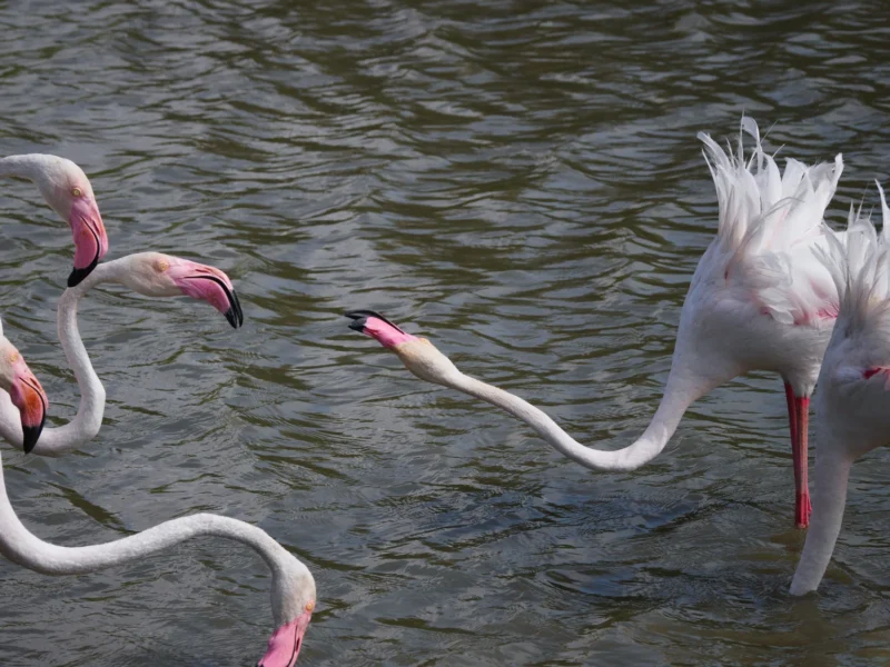 Gruppo di fenicotteri rosa che lottano per il territorio nell'acqua al Pont de Gau in Camargue